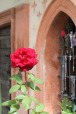 la rosa., di Nevilas70