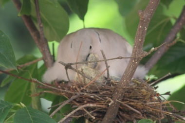 il nido