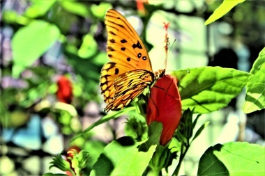 la farfalla di Charleston due