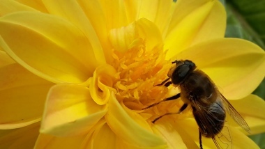 L'ape nel fiore