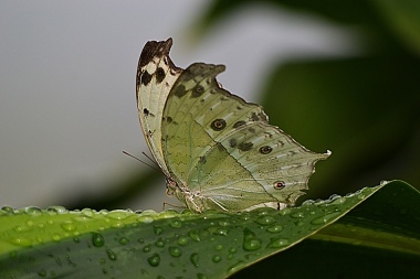 farfalla indonesiana