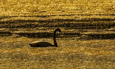 sul lago dorato