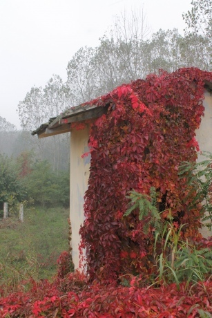 rosso autunno1
