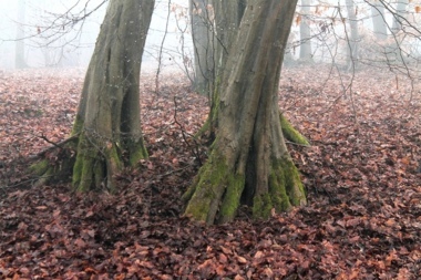forme nel bosco