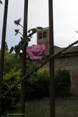 la rosa e il campanile