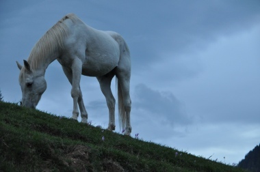 Equus caballus