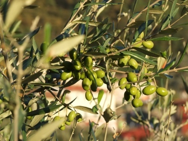 le olive della Svizzera Pesciatina!