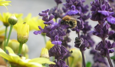 ape e fiori