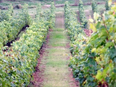 I filari delle vigne a Mensano(SI)
