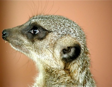 il suricato