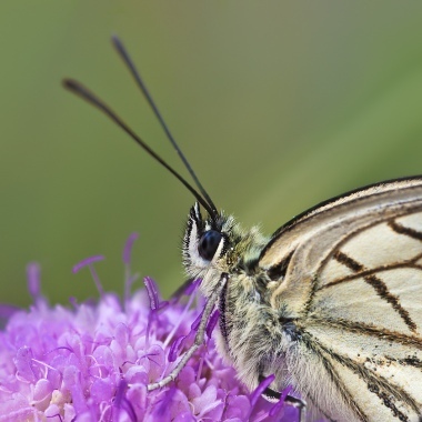 portrait of butterfly