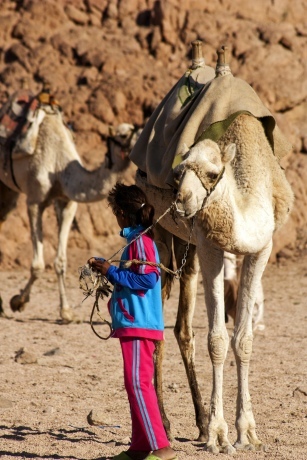 Bambina con cammello