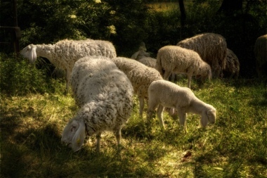 Pecore e pecorelle