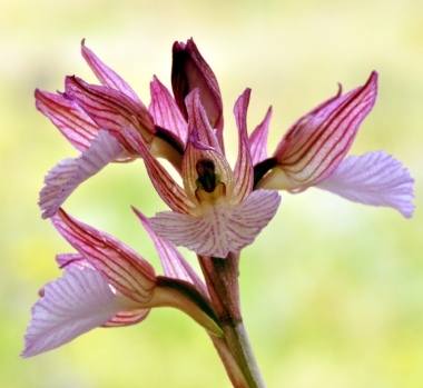 Orchidea Farfalla