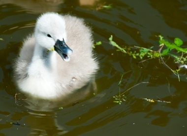 Little Swan