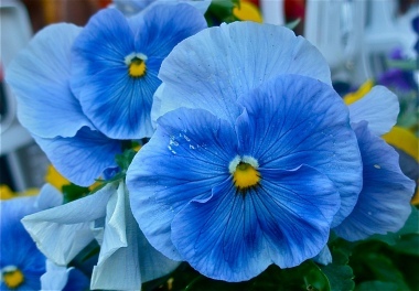 Viola azzurra