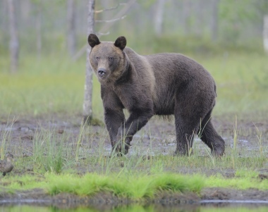 giovane di orso bruno