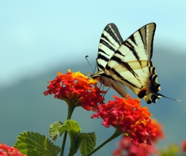 La farfalla in giallo