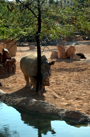 Trova il Rinoceronte
