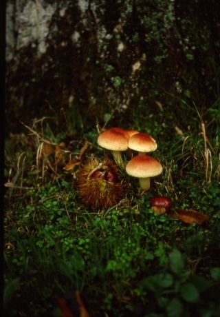 a caccia di funghi