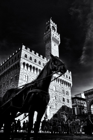 Horse in Florence