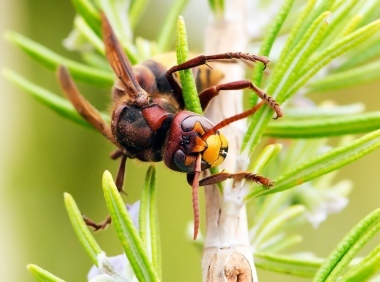 La vespa sul rosmarino