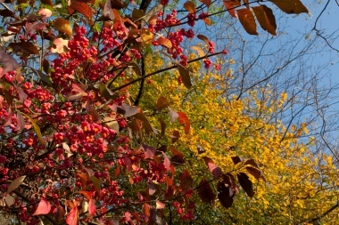 Colori d'autunno