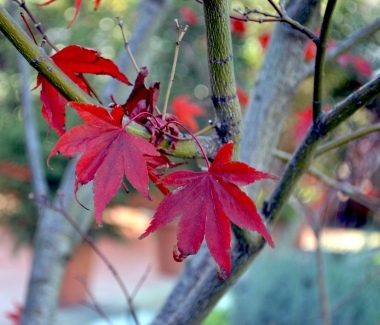 foglie rosse...