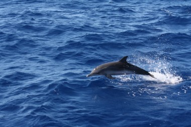 un simpatico delfino in Oceano Atlantico