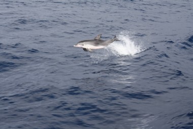 delfino involo