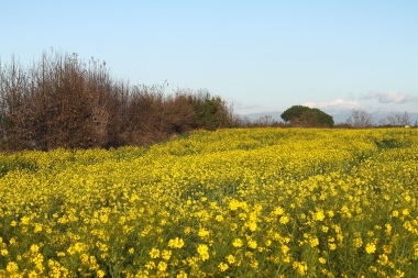 friarielli's field