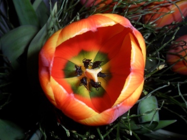 .Tulipano a colori.