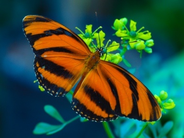 Papilio Ismenius