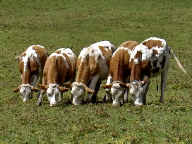 mucche di cortina ,belluno