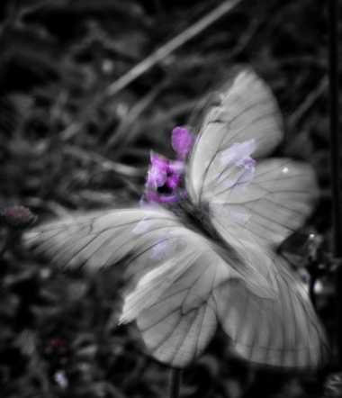 Butterfly's dream