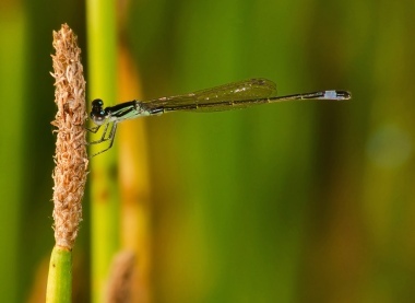 dragonfly 2