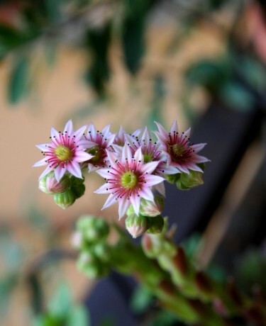 I piccoli fiori del Semprevivo