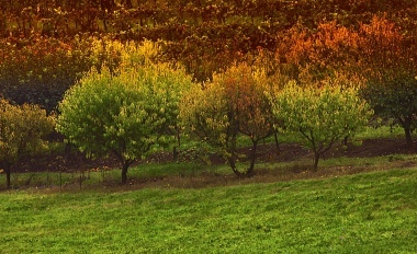 Colori d'autunno.
