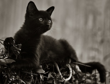 Cat in Black