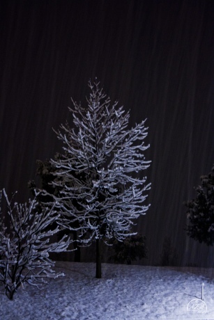 Tree snow