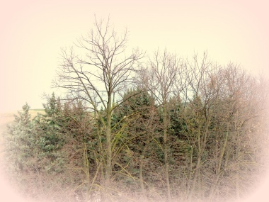 alberi in una fredda mattina invernale