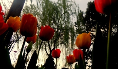 Un bosco di tulipani