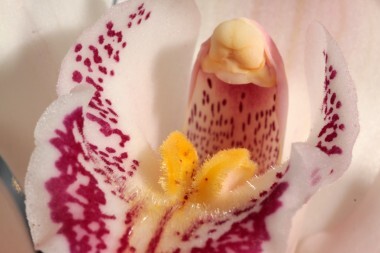 cuor di orchidea