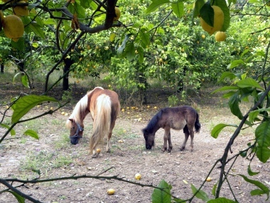 Mamma pony e puledro