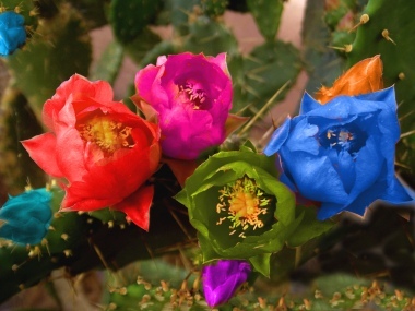 fiori di cactus di marval, di enzocala