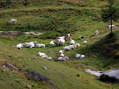 Mucche a Passo di Campogrosso.