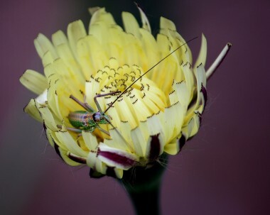 insetti e fiori