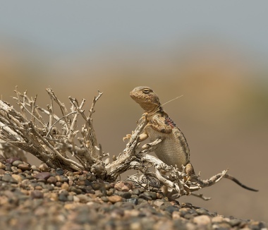 Gobi Lizard
