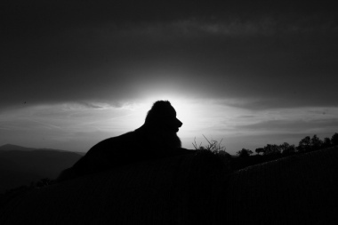 un cagnolino al tramonto