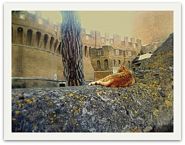 i gatti di Roma